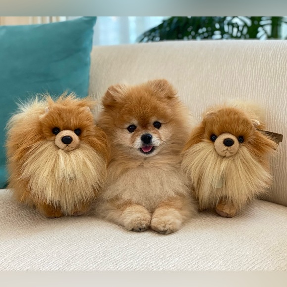 Meet your Posher, Keilani - Picture 3 of 13